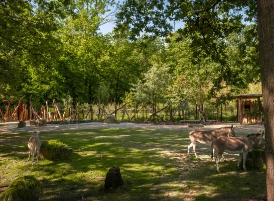 nieuw_ezels_en_antilopenverblijf_-_fotos_zoo_planckendael.jpg