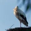Ooievaar in een nest