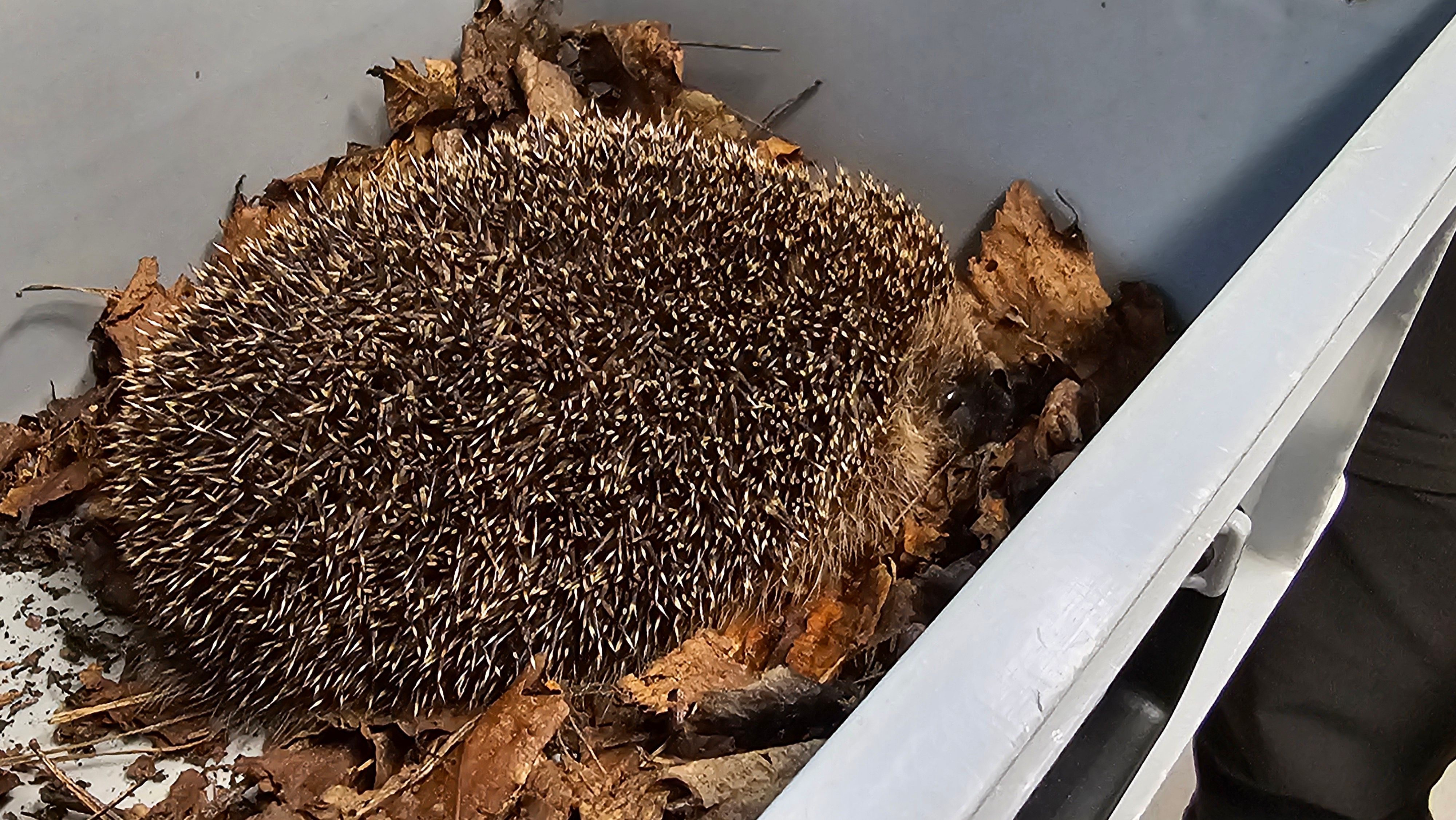 VOC Neteland vraagt om mee voor dieren te zorgen tijdens hittegolf