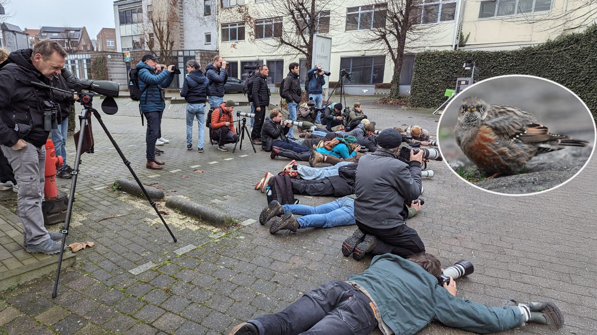 Natuurpunt vangt verzwakte Alpenheggenmus in Mechelen, vogel lokte tientallen spotters