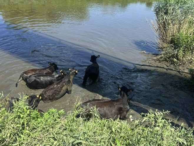 Ongelukkige koeien breken uit en belanden in het Zennegat in Mechelen