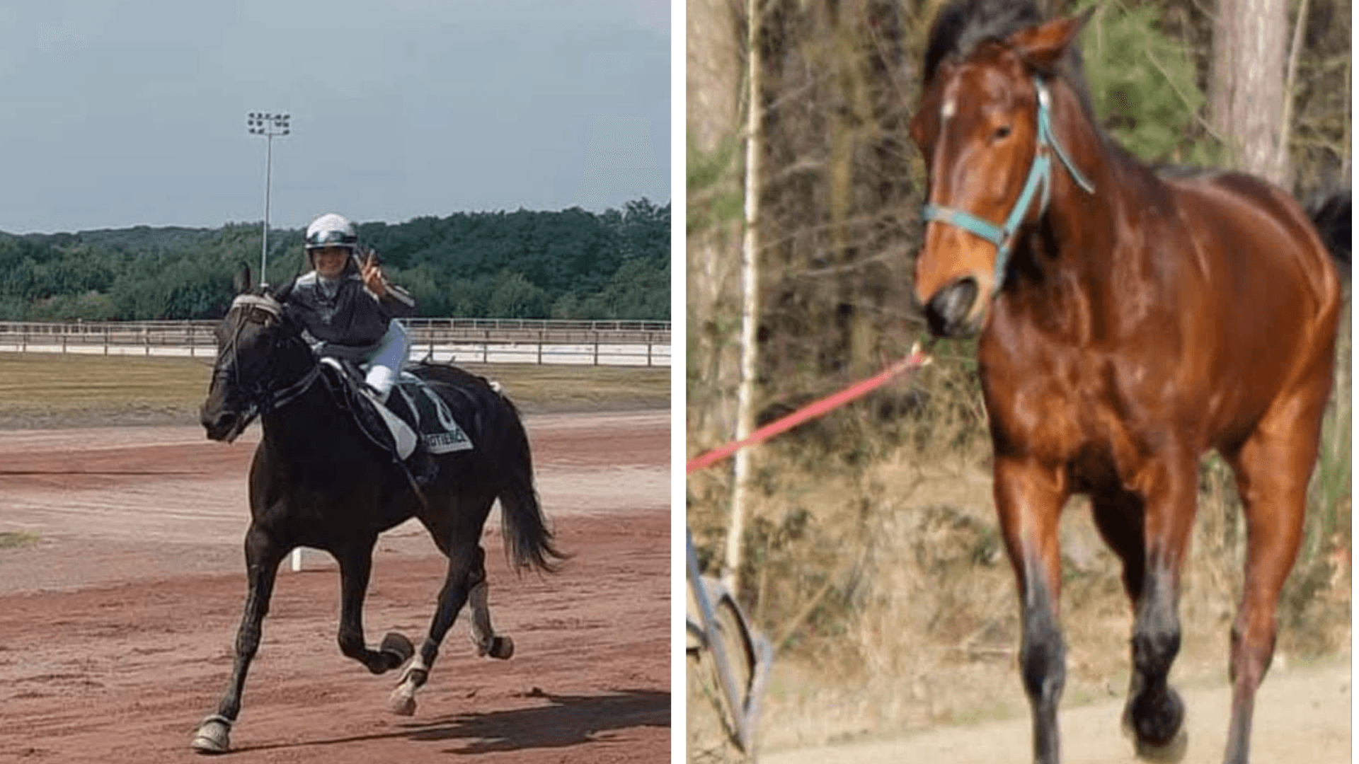 Paarden gestolen uit weide in Olen