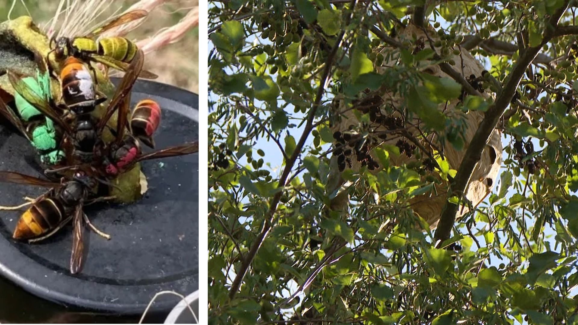 Stad Geel gaat nesten Aziatische hoornaar bestrijden, ook op privégrond