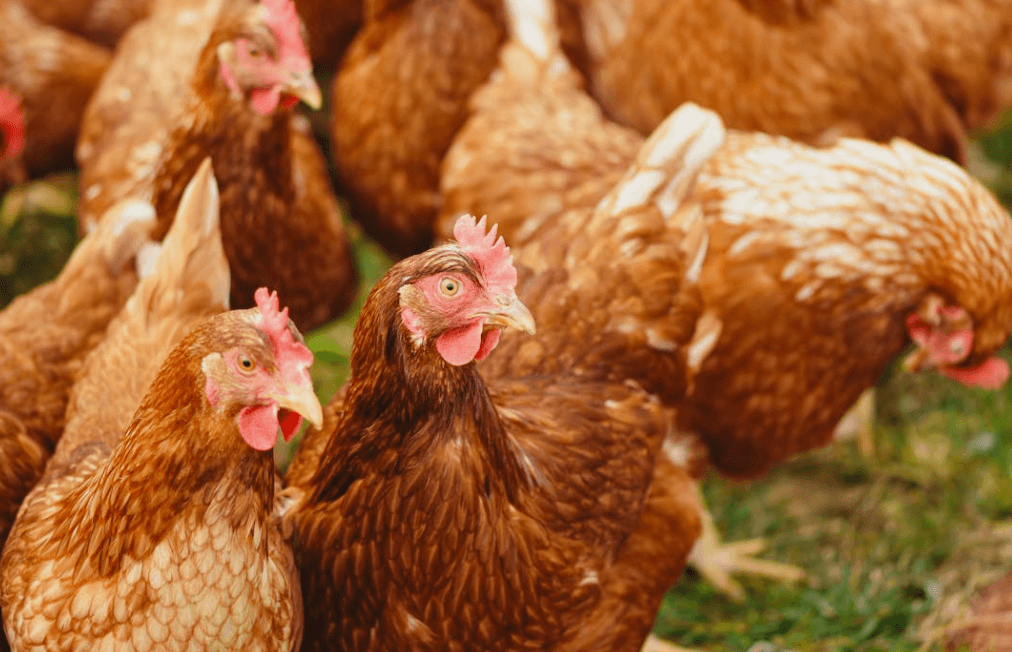 Vogelgriep vastgesteld bij kippenbedrijf in Weelde: "76.000 dieren worden geruimd"