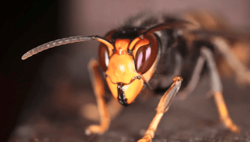 146 nesten Aziatische hoornaar bestreden in Mol