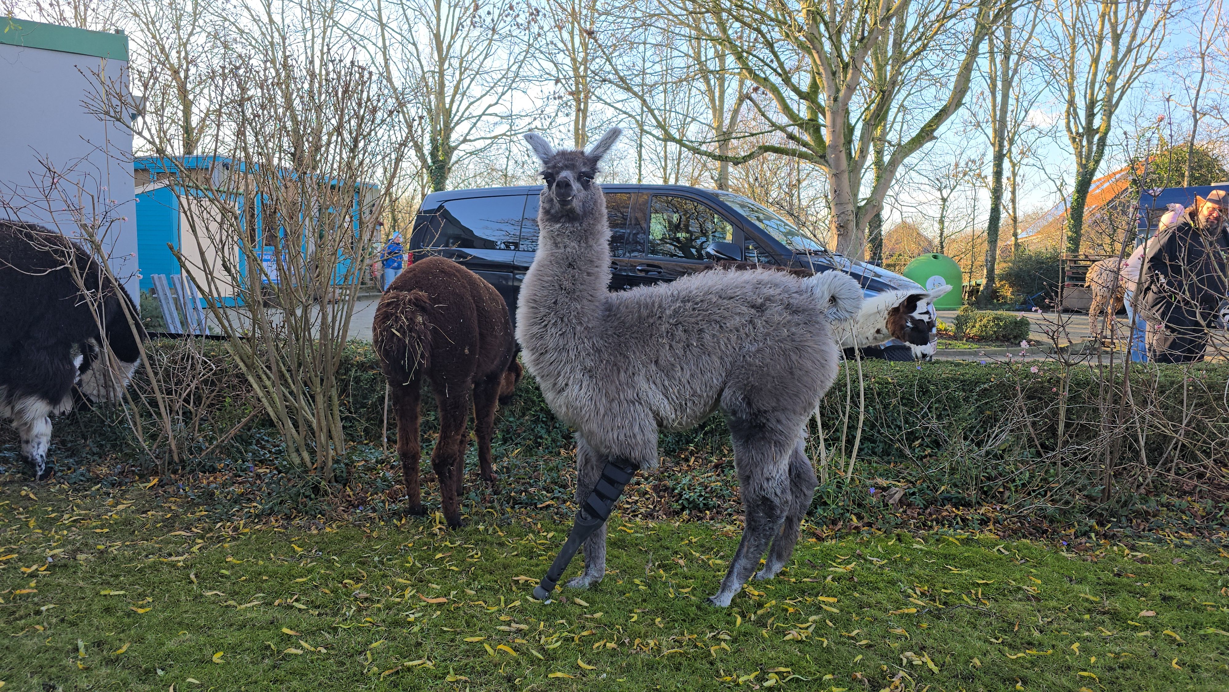 Kempens bedrijf maakt prothese voor geamputeerd lama-veulen: “Ze krijgt opnieuw een kans om normaal 