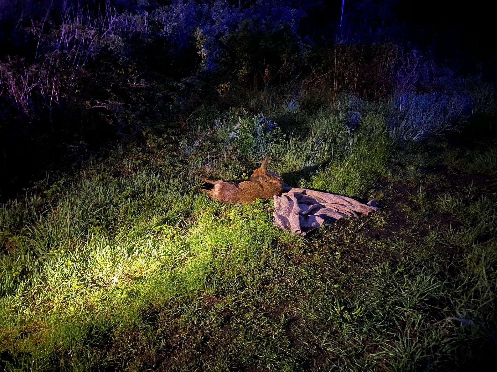 Brandweer redt jonge ree uit Albertkanaal in Olen | RTV