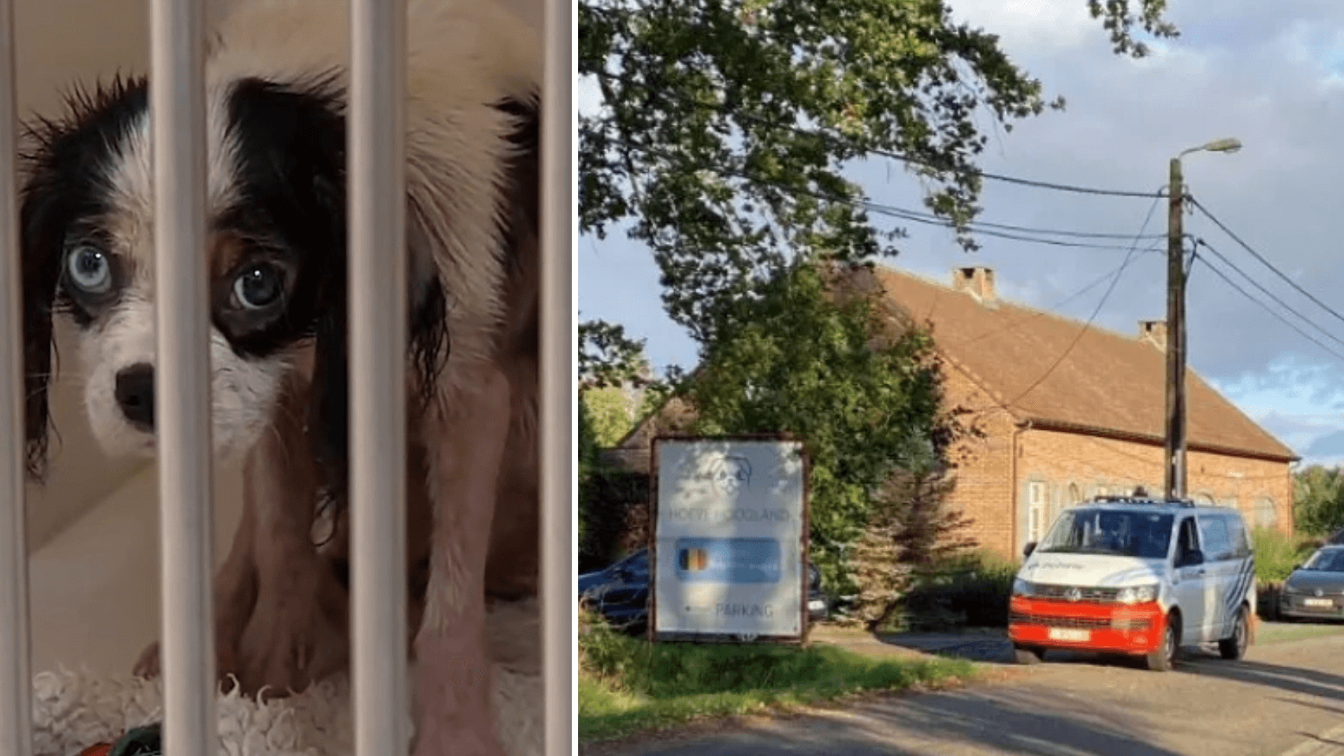Broodfokker van Hoeve Hoogland en Felicanis krijgt enkelband en geldboete