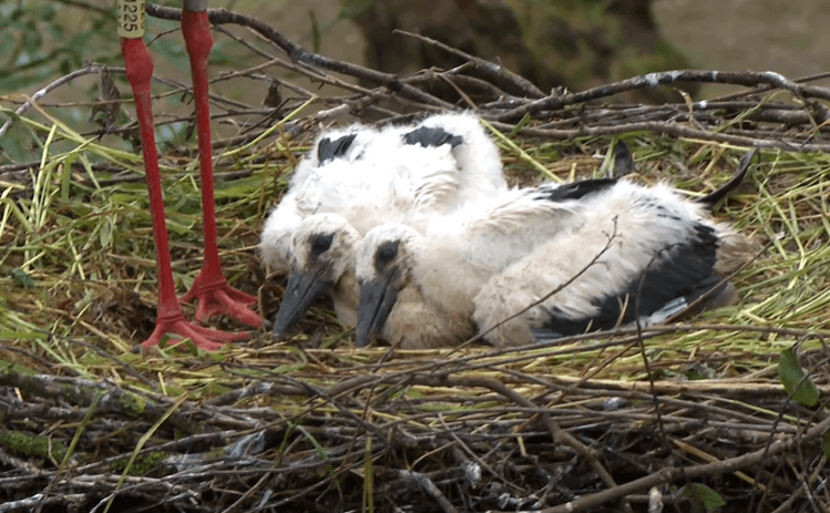 Ooievaars in de Zegge geringd