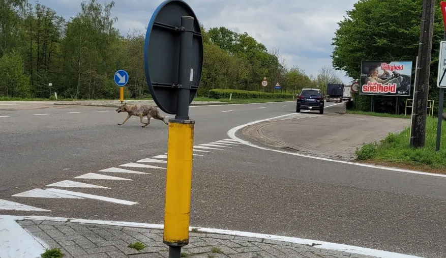 © welkomwolf