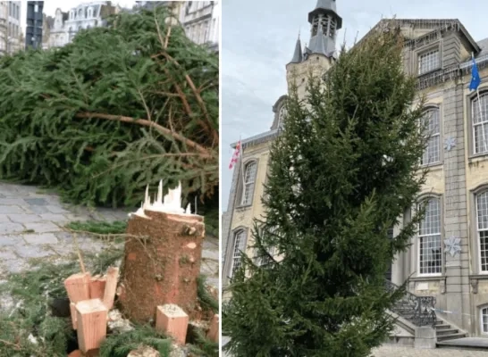 kerstboom Lier scheef omgezaagd