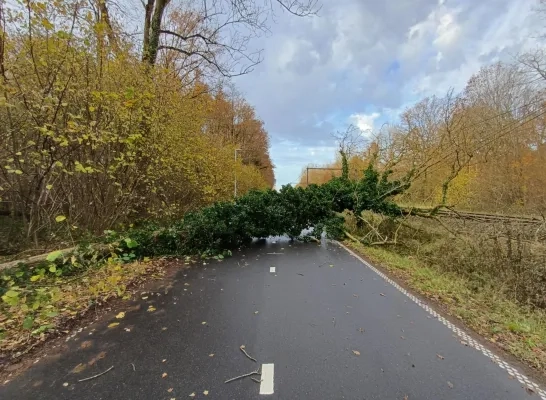 omgevallen boom fiets-o-strade hinder spoor omgevallen boom fiets-o-strade hinder spoor