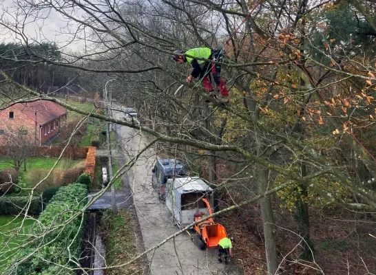 Boomverzorging Bruinbeekvallei Bonheiden Boomverzorging Bruinbeekvallei Bonheiden