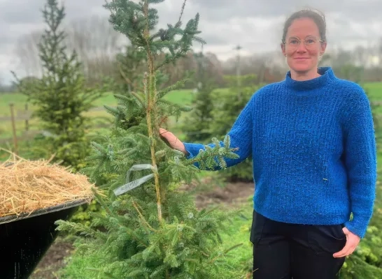 kerstbomen paard&bloem