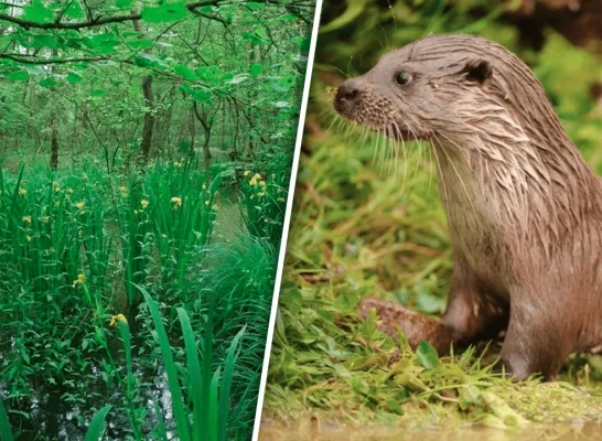 In de Calievallei in Tielen zijn weer otters gespot In de Calievallei in Tielen zijn weer otters gespot