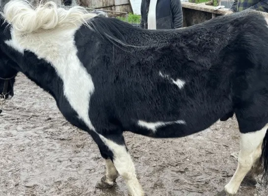paarden