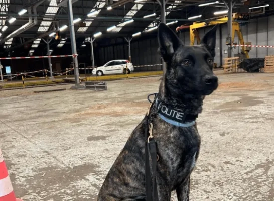 politiehond Gust pz Bodukap politiehond Gust pz Bodukap