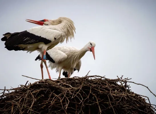 Ooievaars ZOO Planckendael jongen 