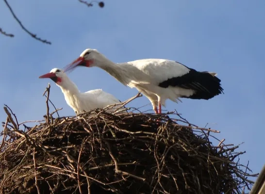 Ooievaars terug in Planckendael