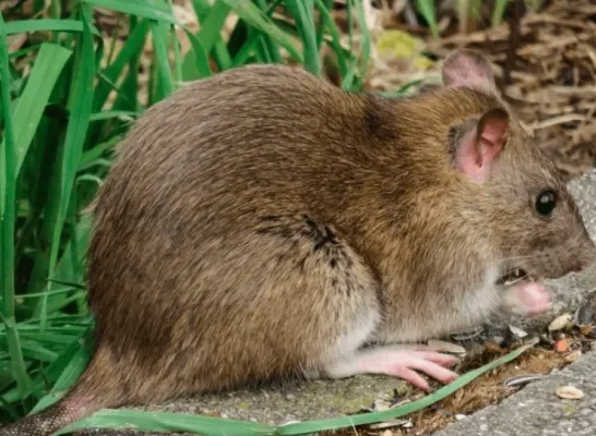 rat rechtenvrij rat rechtenvrij