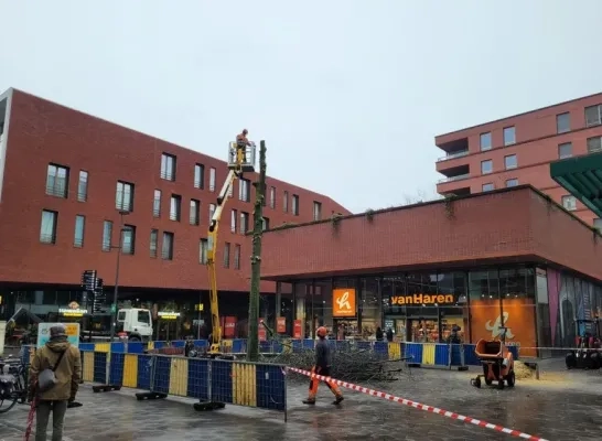 moeraseik Brepolsplein Turnhout zieke boom moeraseik Brepolsplein Turnhout zieke boom