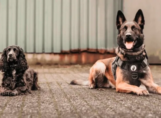 honden politie regio Turnhout honden politie regio Turnhout