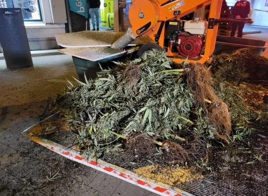 drugsplantage centrum Willebroek