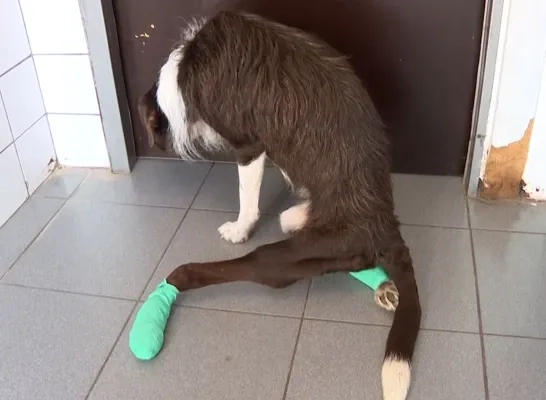 Honden in beslag genomen Grobbendonk opvang asiel Veeweyde