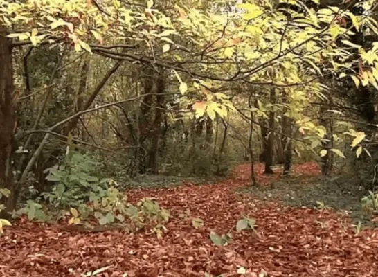 red het speelbos 
