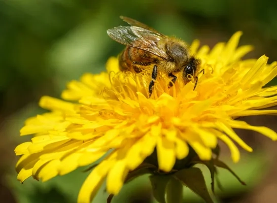 Bij zit op een paardenbloem