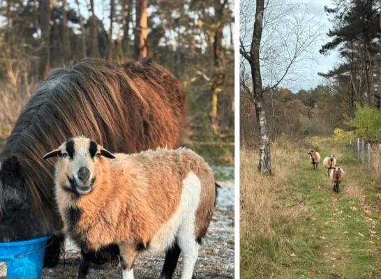Kameroenschapen De Liereman Oud-Turnhout