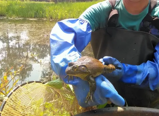 Amerikaanse stierkikker in de vallei van de Grote Nete Amerikaanse stierkikker in de vallei van de Grote Nete