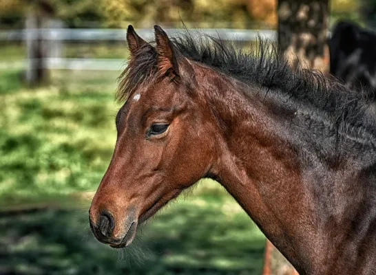 paard algemeen stockfoto