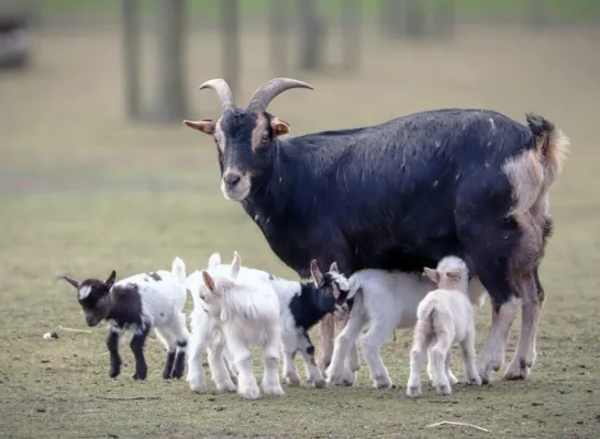 Geitjes geboren bij speel- en beleefboerderij DierenWeelde Geitjes geboren bij speel- en beleefboerderij DierenWeelde