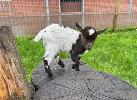 Geitjes geboren bij speel- en beleefboerderij DierenWeelde 