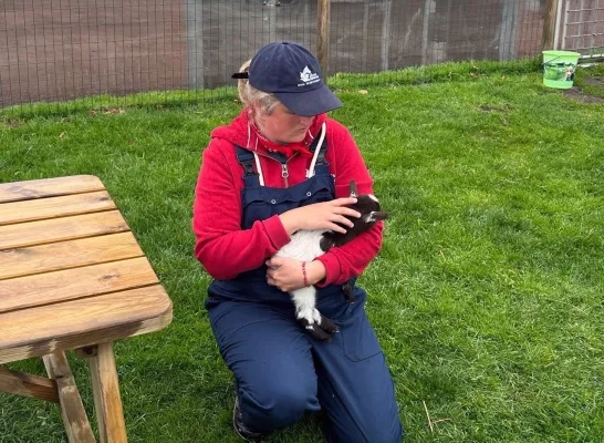 Geitjes geboren bij speel- en beleefboerderij DierenWeelde 