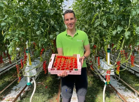 Nieuwe tomatensoort bij Putse teler