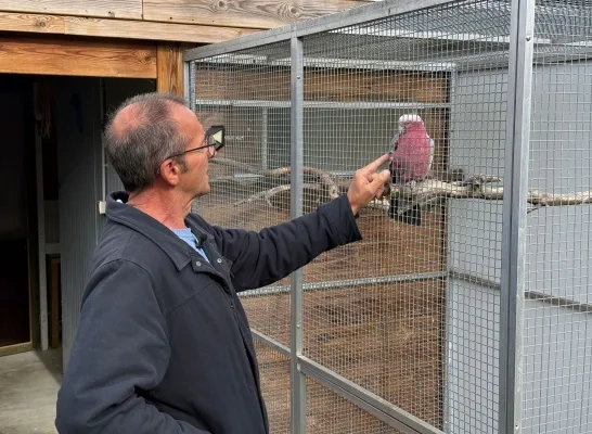 Roze kaketoe vermist in Hulshout