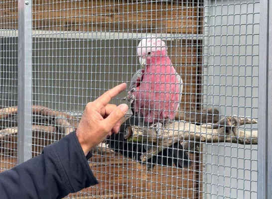 Roze kaketoe vermist in Hulshout Roze kaketoe vermist in Hulshout