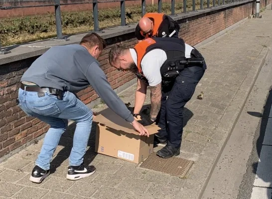 politie Rivierenland redt eendjes politie Rivierenland redt eendjes
