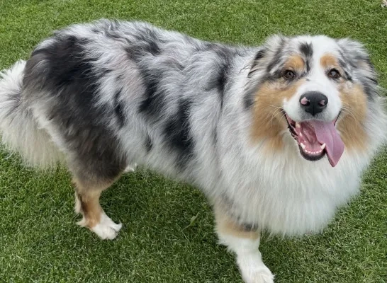 overleden hond na mogelijke vergiftiging