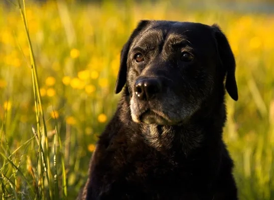 Hond Hond