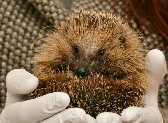 gewonde egel rechtenvrije stockfoto gewonde egel rechtenvrije stockfoto