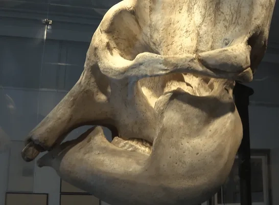 Hansken olifant Jakob Smitsmuseum