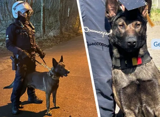 Politiehond Zulu Politie Zuiderkempen Politiehond Zulu Politie Zuiderkempen