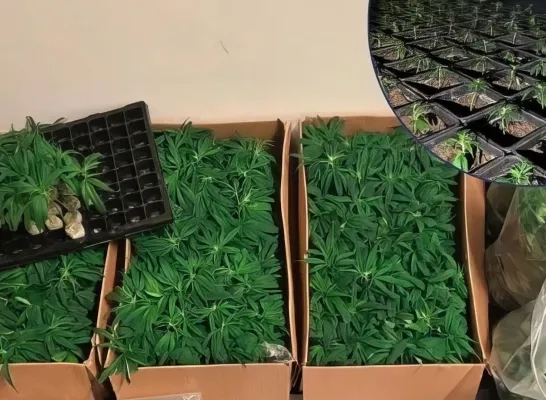 Cannabisplantage Rolwagenstraat Lier Cannabisplantage Rolwagenstraat Lier