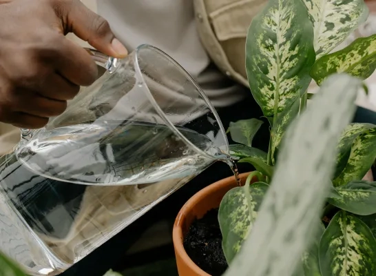 Kamerplant water geven