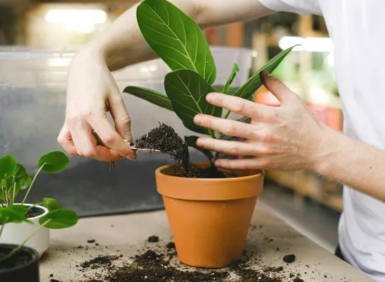 Plantje in terracottapot plaatsen