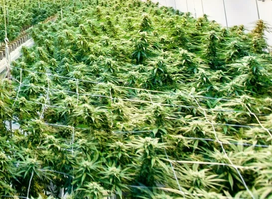 Cannabisplantage Cannabisplantage