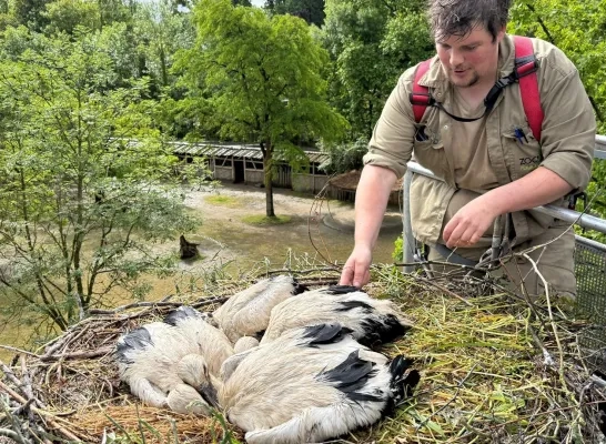 Ringen ooievaars ZOO Planckendael 2025
